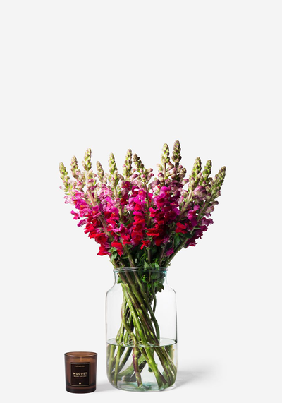 Magenta Snapdragon