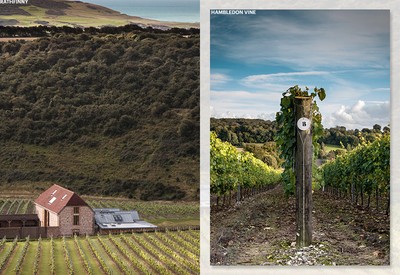 The Best UK Vineyards To Visit Now
