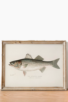 Striped Bass Fish Print from ClassicoArts