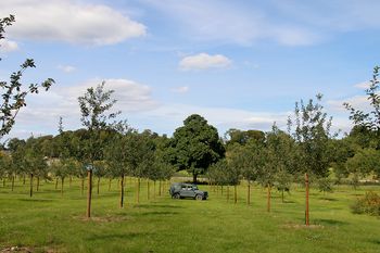 Apple Day At The Newt