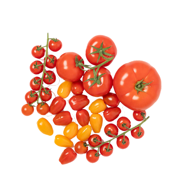 Tomato Family Box from Isle of Wight Tomatoes