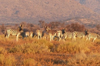 Namibia 