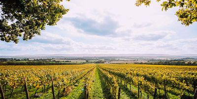 The Best UK Vineyards To Visit