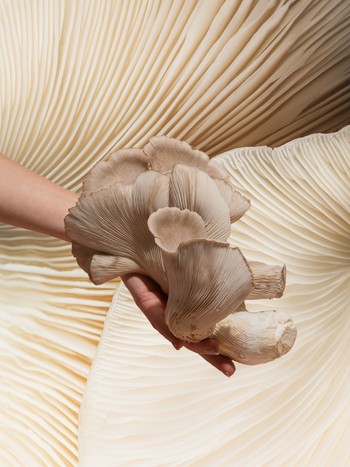 A Beginner’s Guide To Functional Mushrooms