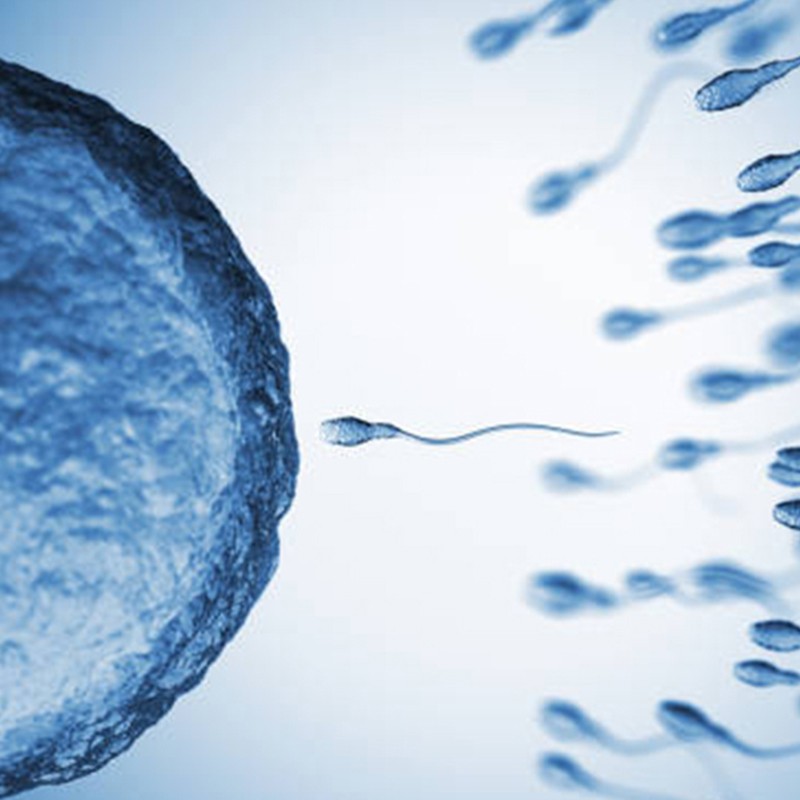 Everything You Need To Know About Male Fertility