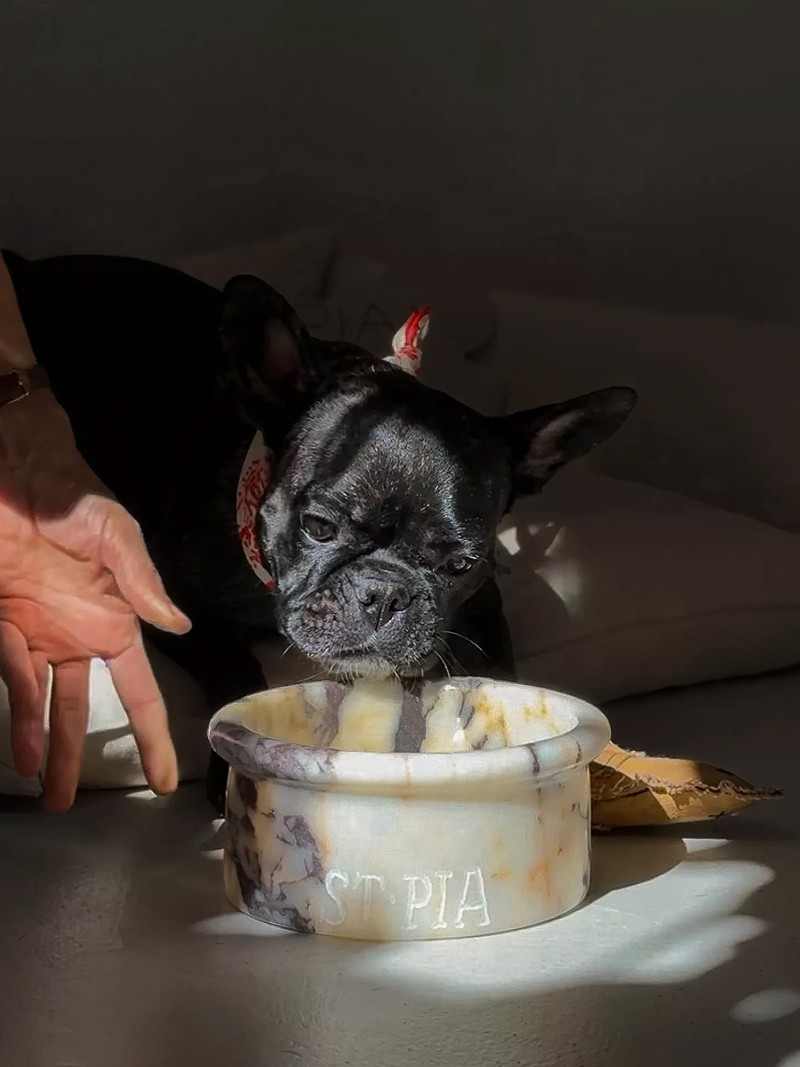 30 Cool Pet Accessories