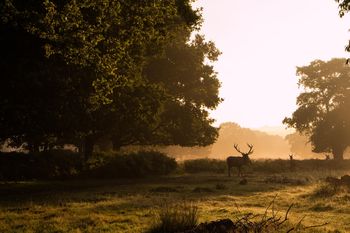 Richmond To Ham House