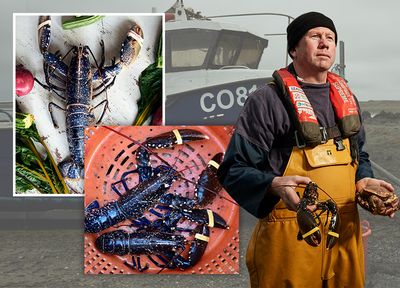 Success Story: Lockdown Lobsters