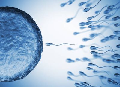 Everything You Need To Know About Male Fertility