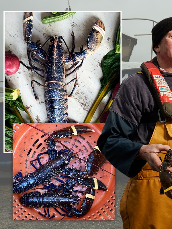 Success Story: Lockdown Lobsters