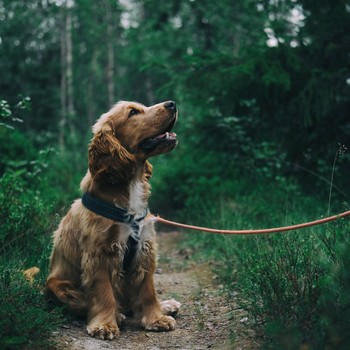 The Best Dog Walking Spots Near London