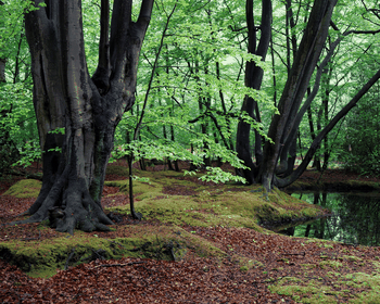 Epping Forest Circular