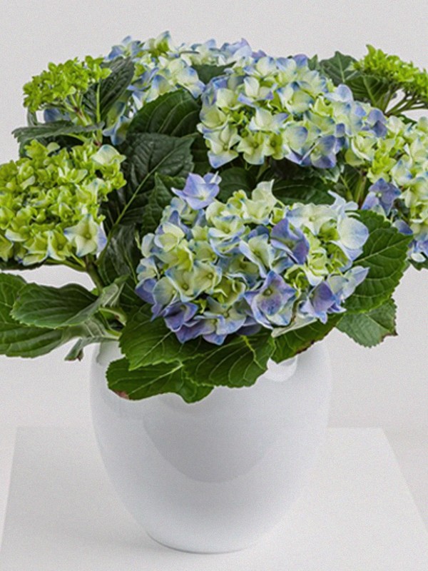 Where To Find The Perfect Flowers For Mother’s Day 