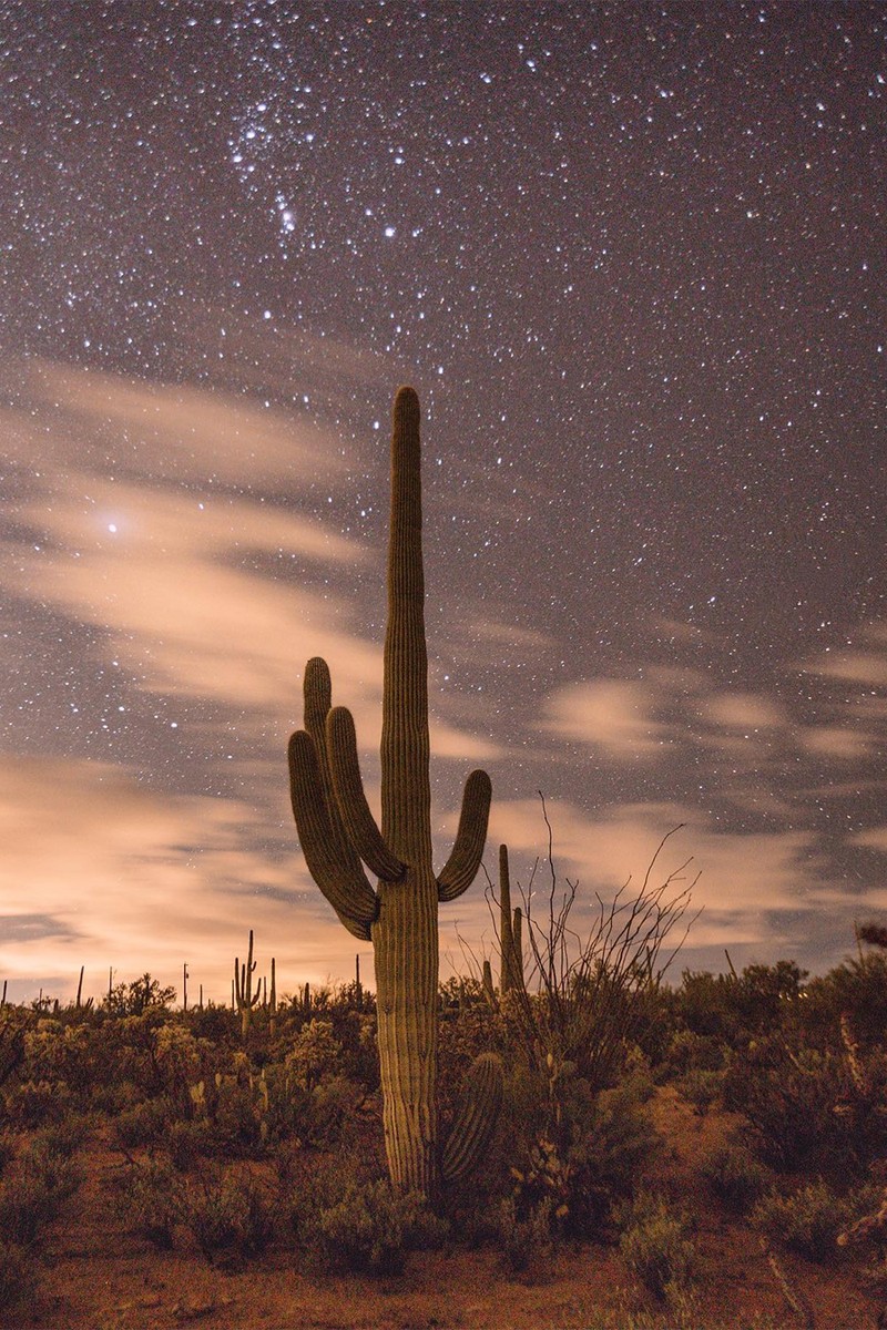 Saguaro National Park 