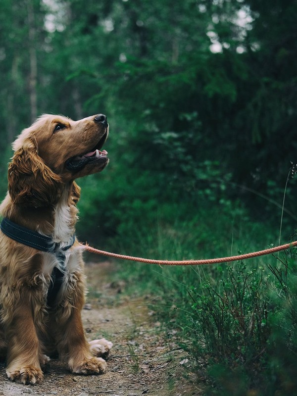 The Best Dog Walking Spots Near London