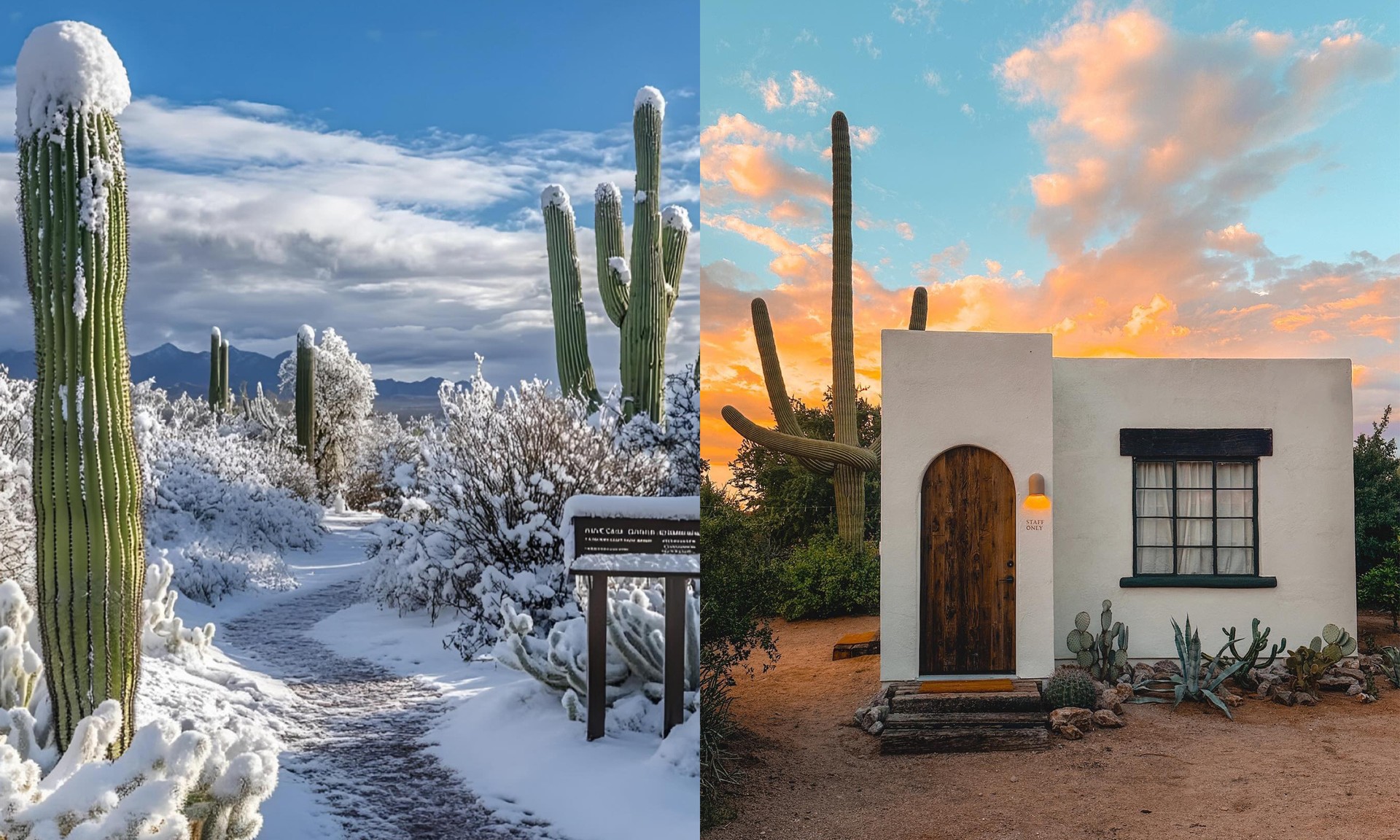 Saguaro National Park