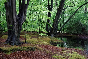 Epping Forest