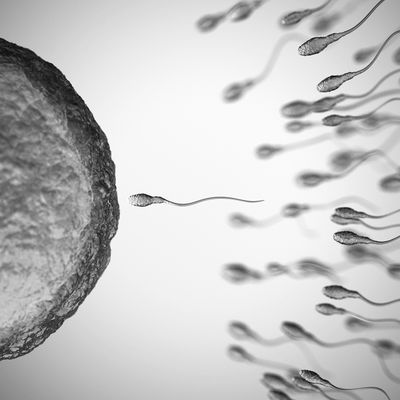 What The Experts Want You To Know About Sperm Health 
