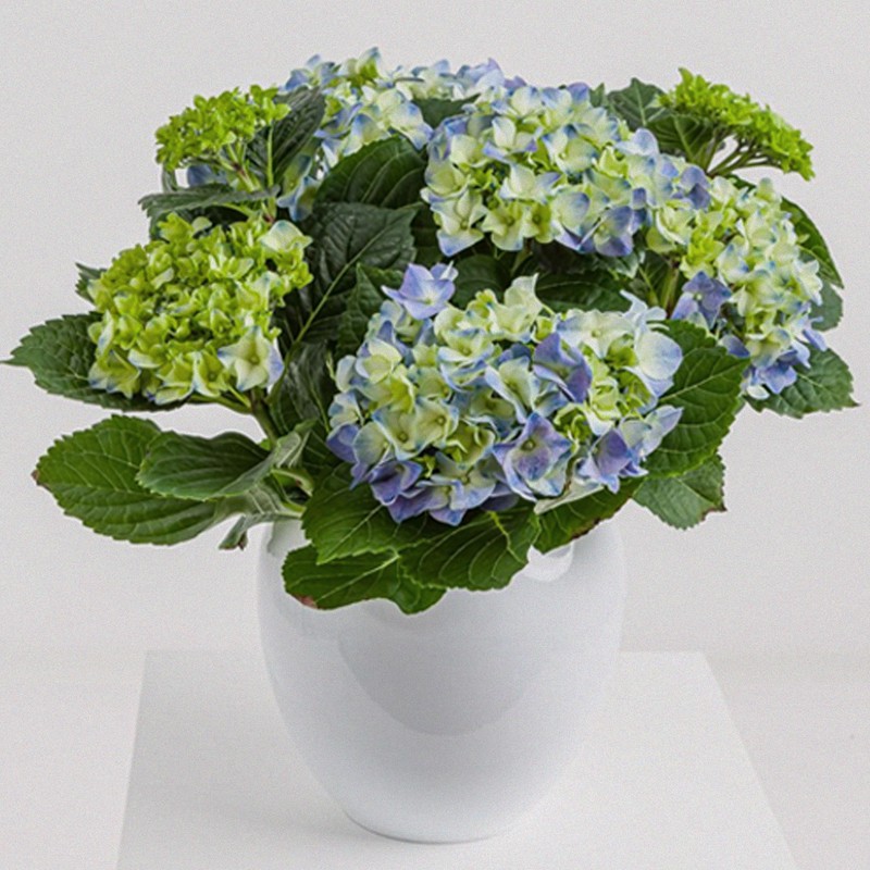 Where To Find The Perfect Flowers For Mother’s Day