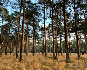 New Forest National Park